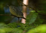 Band-tailed Antwren